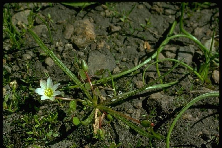 Lewisia del Nevada 9