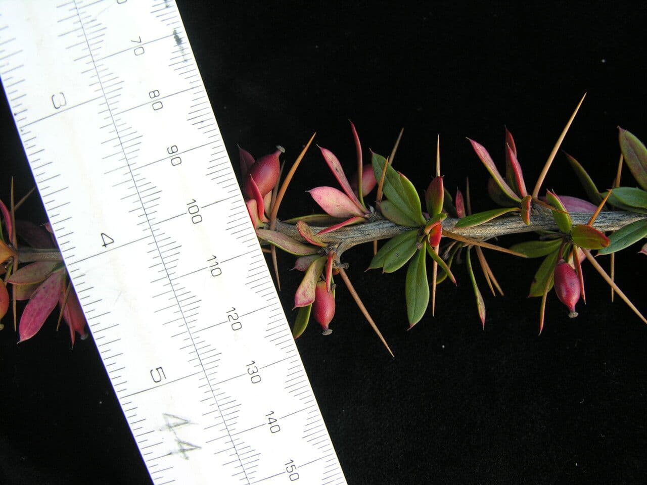 Berberitze 4