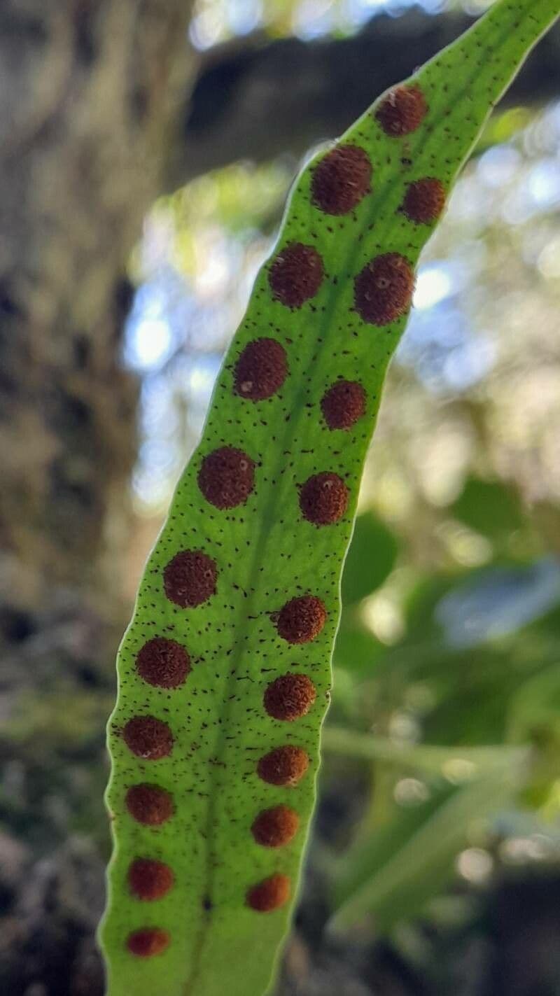 Pleopeltis macrocarpa 4