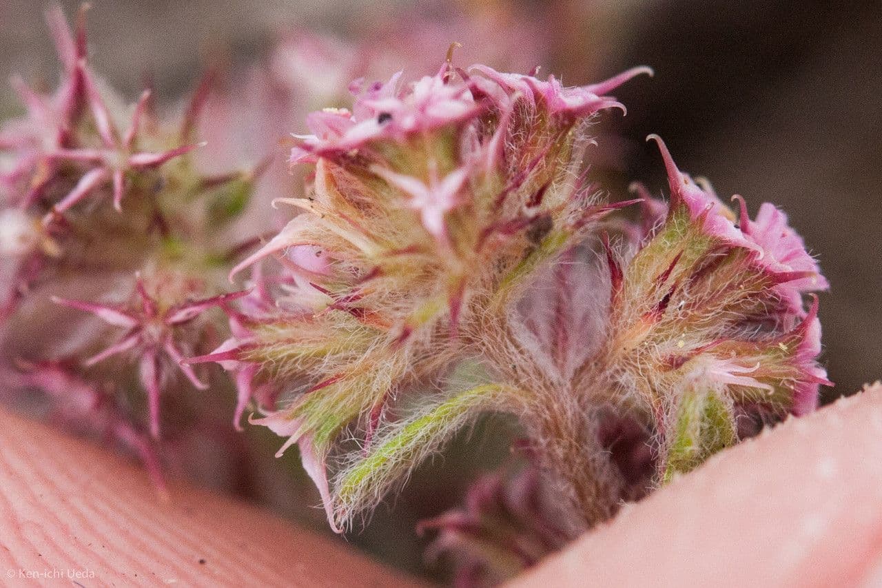 Chorizanthe 2