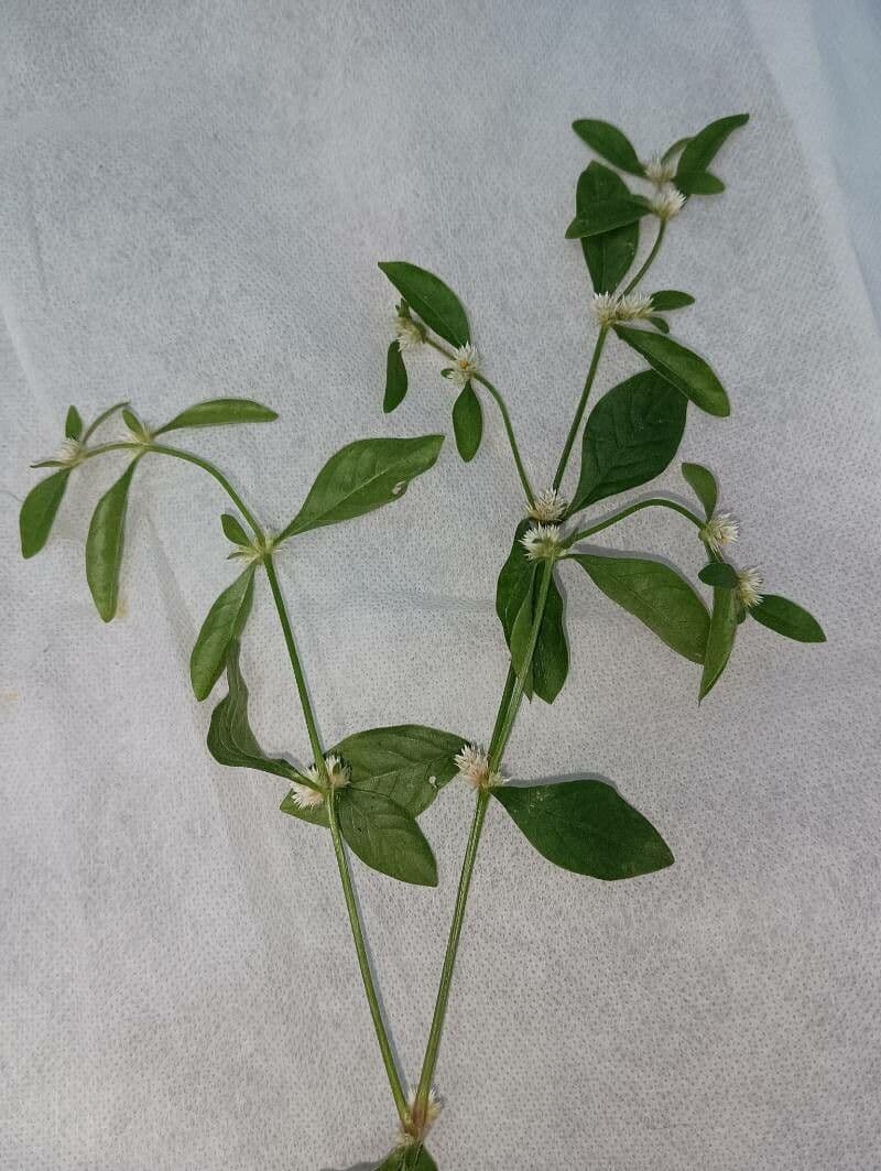 Alternanthera sessilis 16