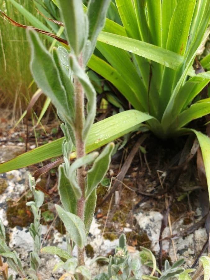 Fibigia clypeata 18