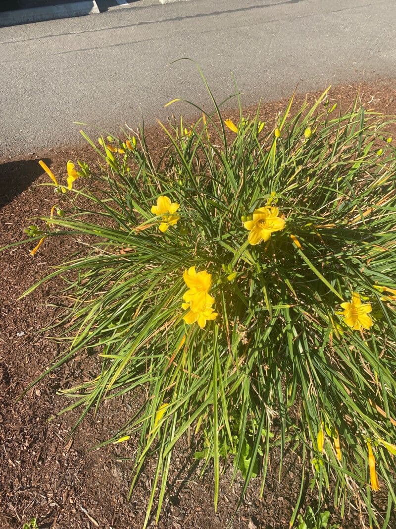 Hemerocallis minor 11