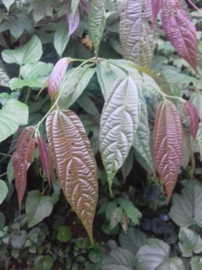 Rourea 2