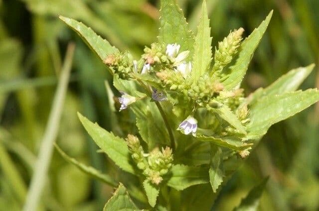 Veronica acquatica 4