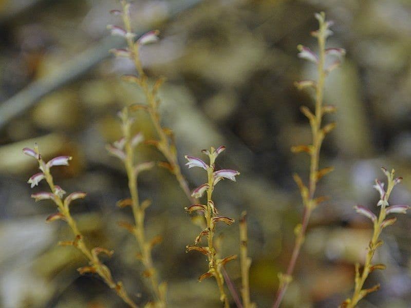 Epifagus virginiana 12