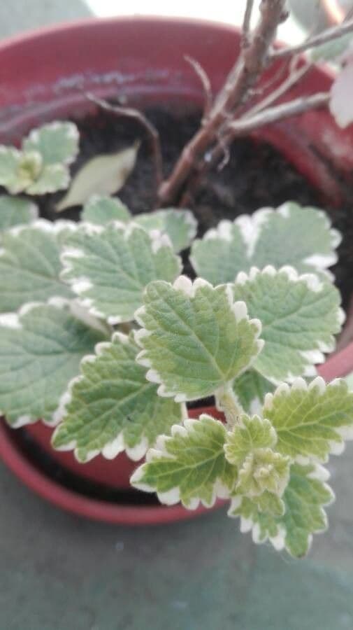 Coleus 13