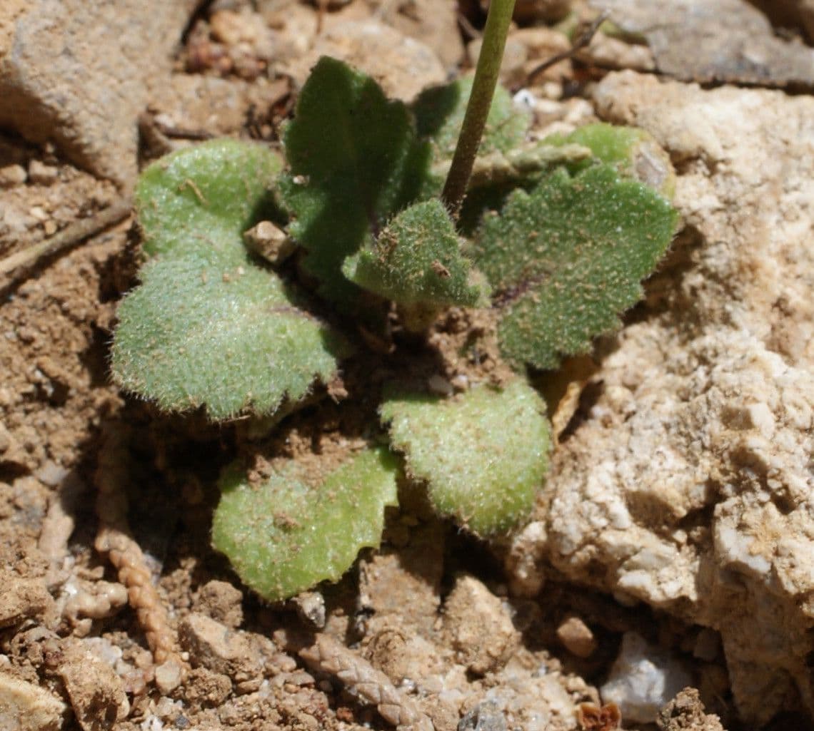 Arabide primaverile 18
