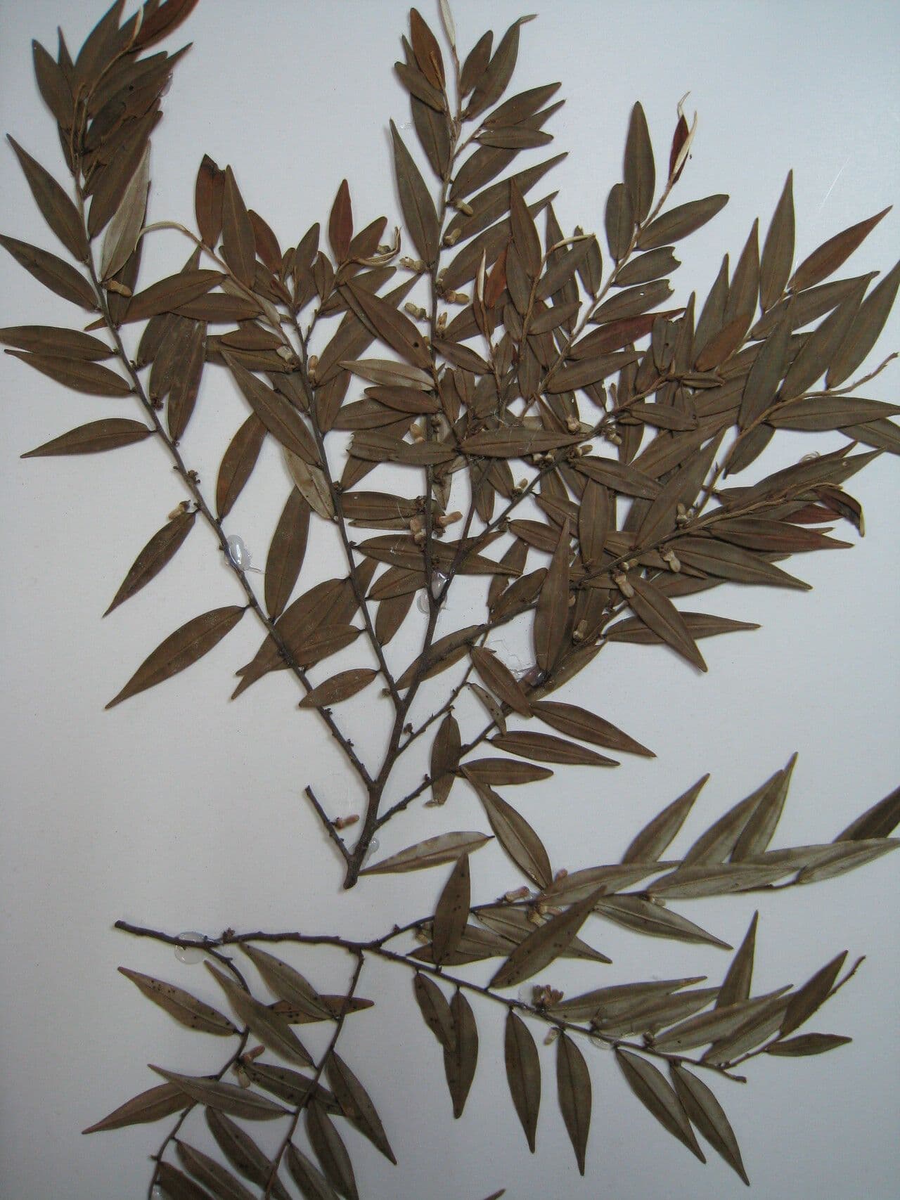 Xylopia 4