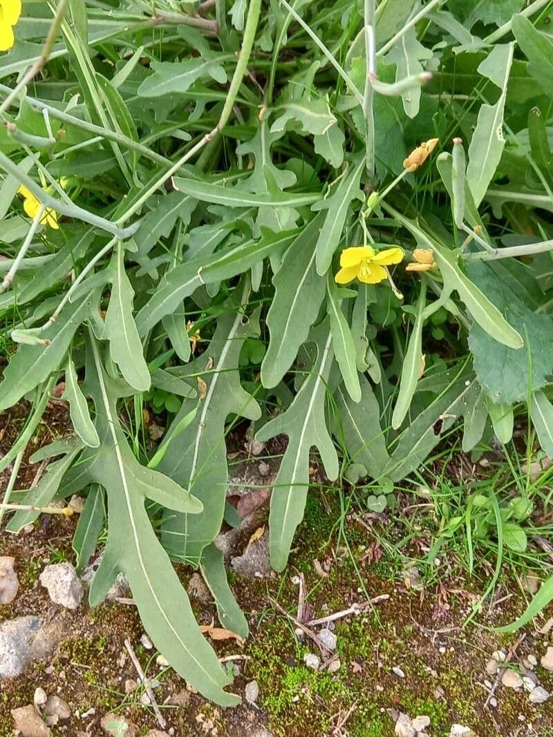 Diplotaxis à feuilles étroites 16