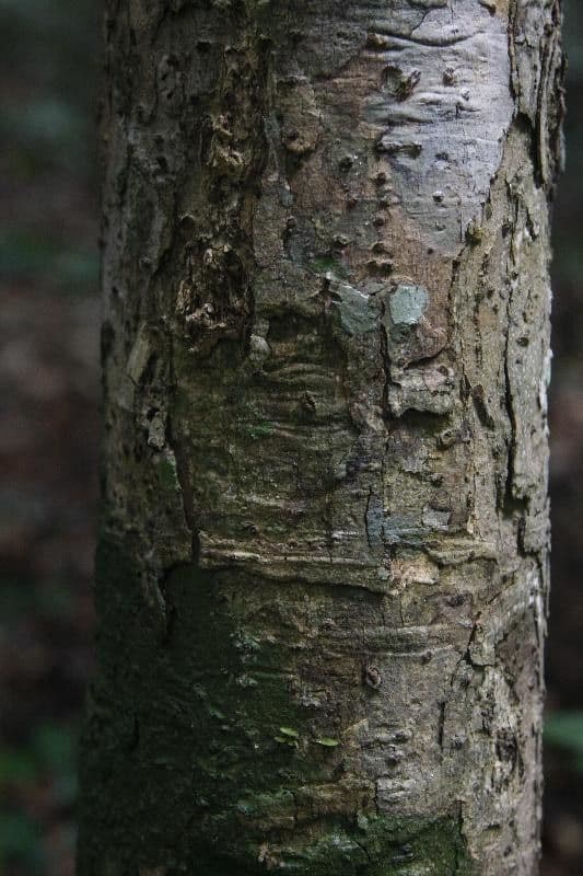 Aniba 5