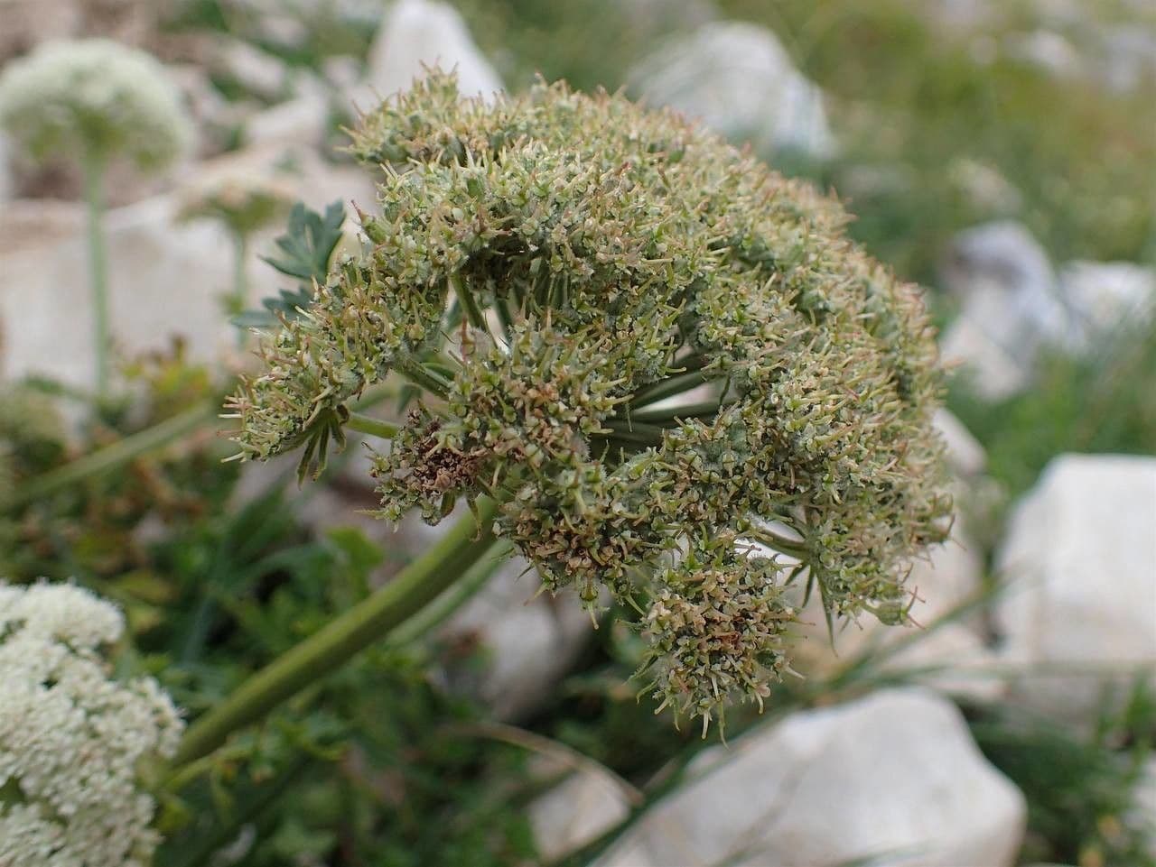 Libanótide 10