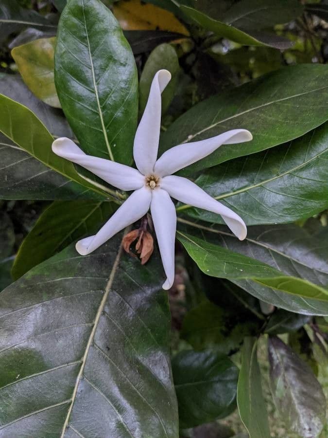 Gardenia tahitańska 5