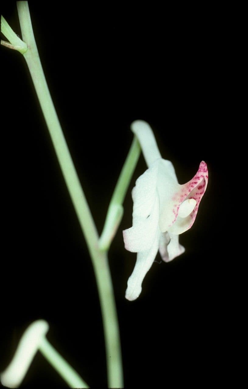 Anthogonium 3