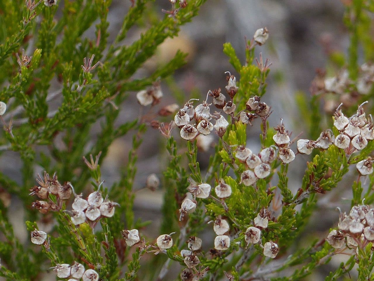 Spanische Glockenheide