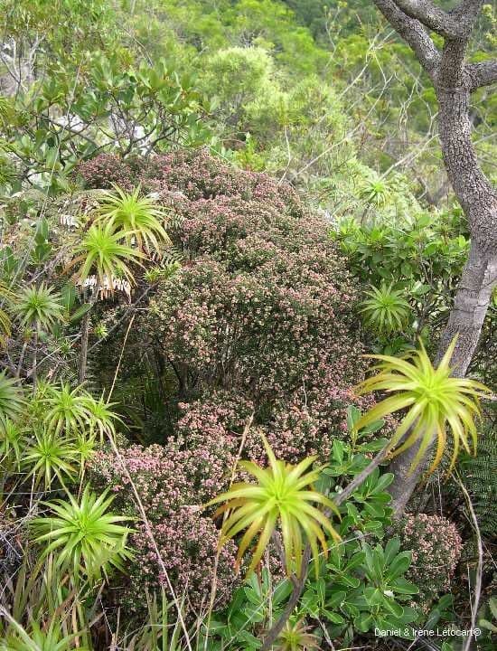 Cyathopsis 5