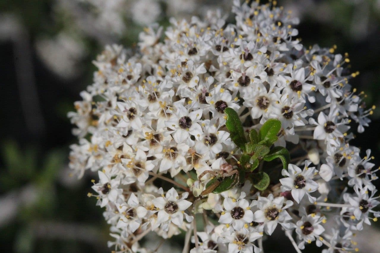 Ceanothus 6