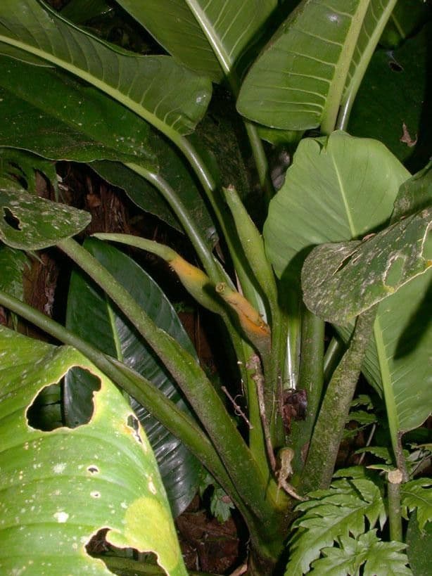 Dieffenbachia 26