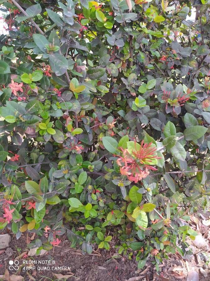 Ixora 11