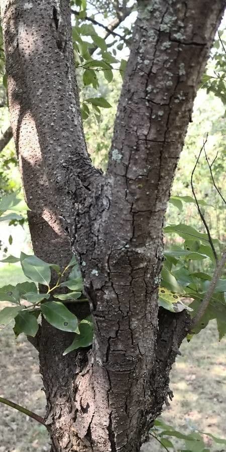Lindera communis 10