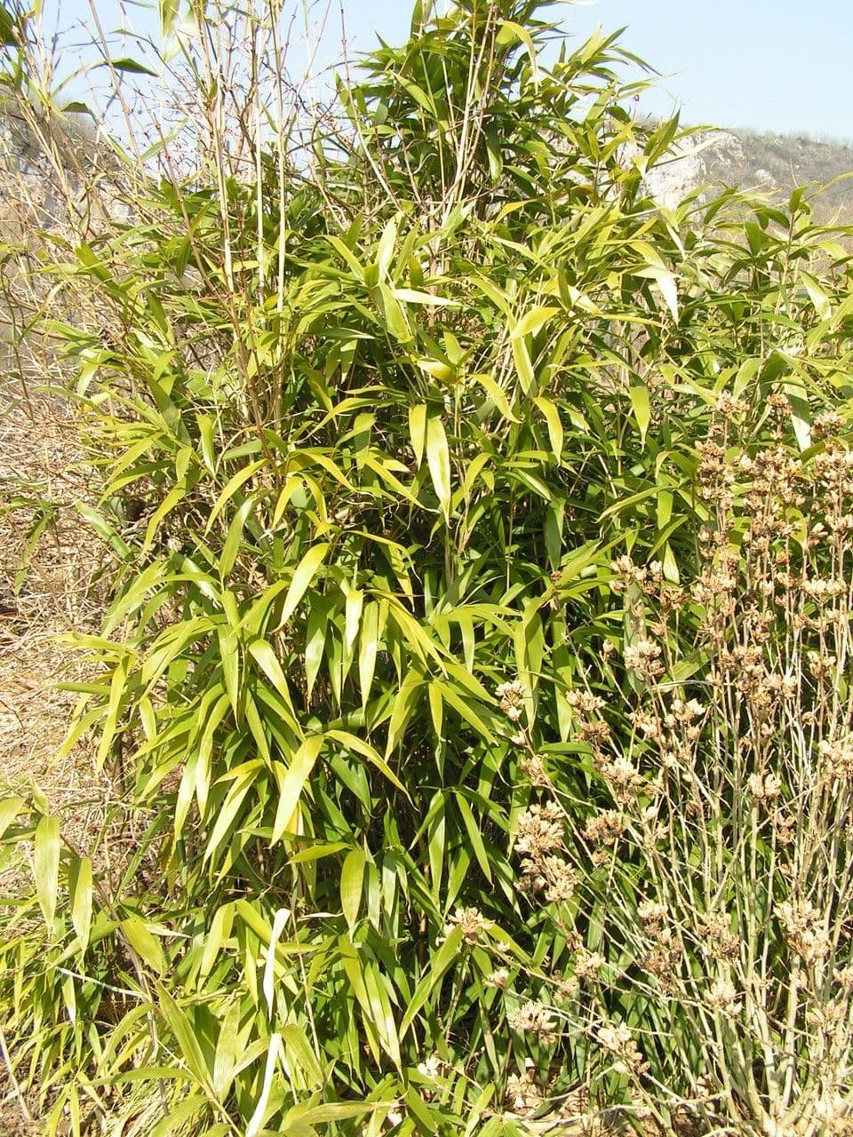 Bambù 8