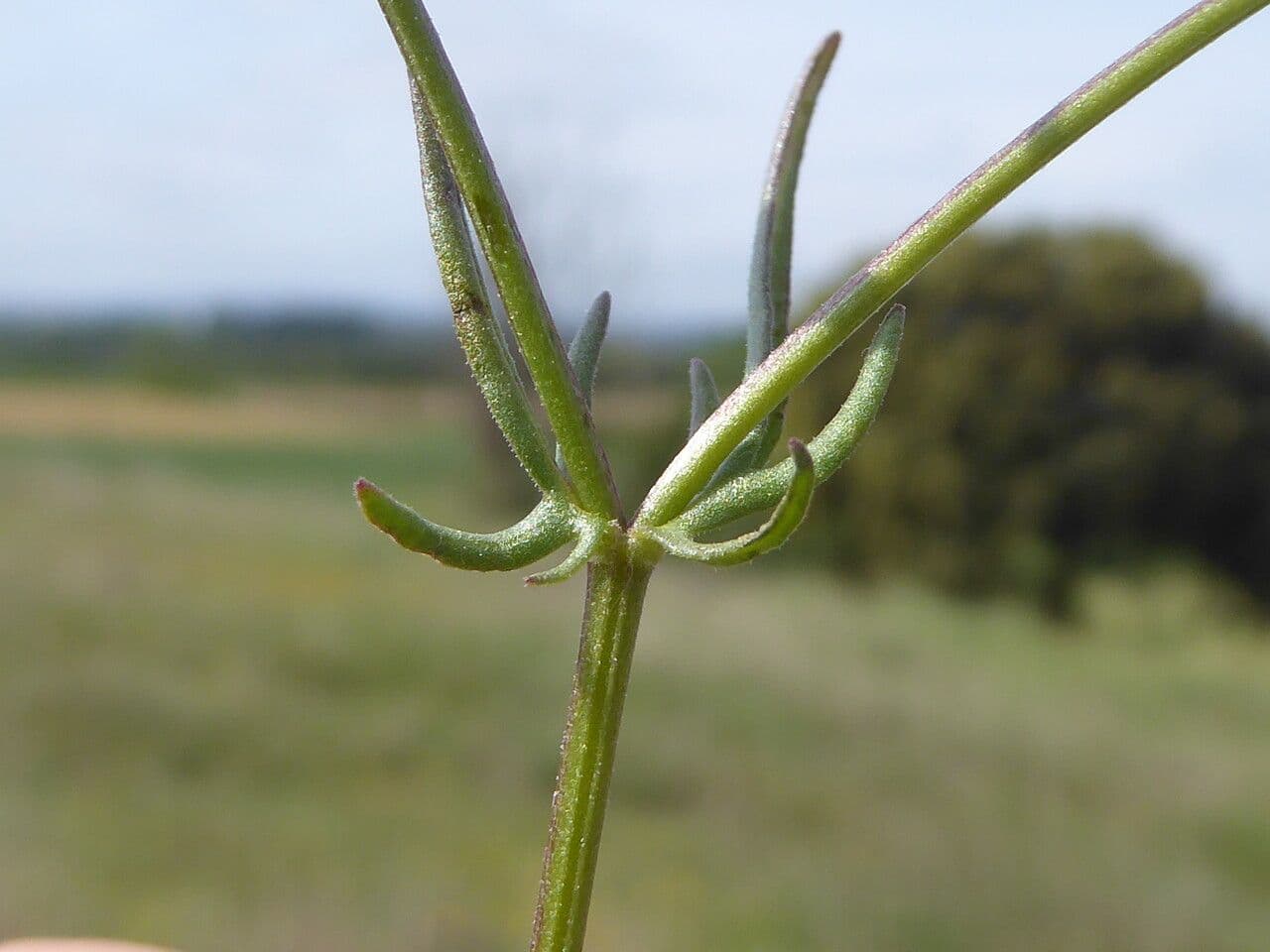 Valerianella coronata 21