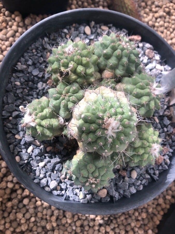 Cactus