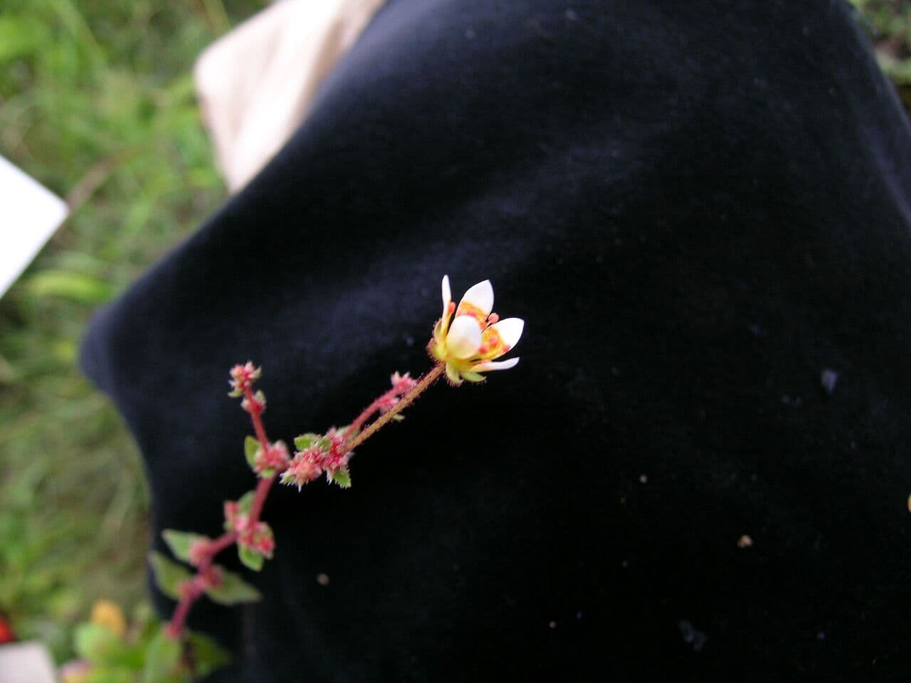 Steinbrech 6