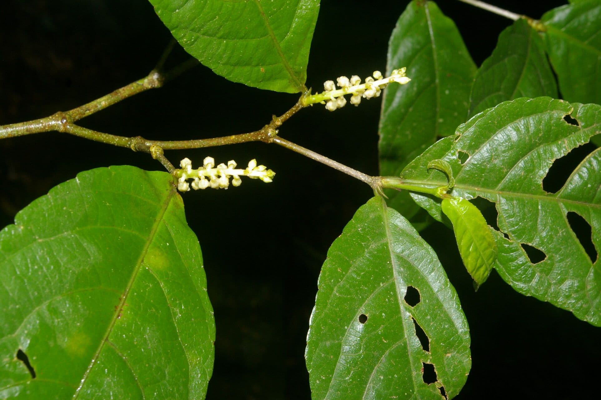 Rinorea 11