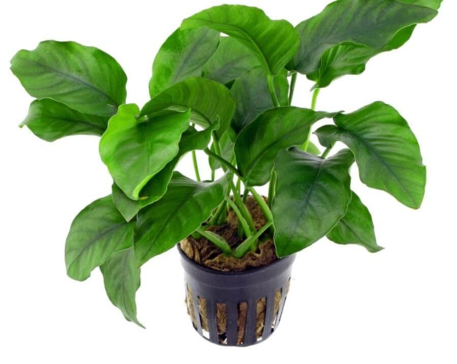 Anubias di Barter 10