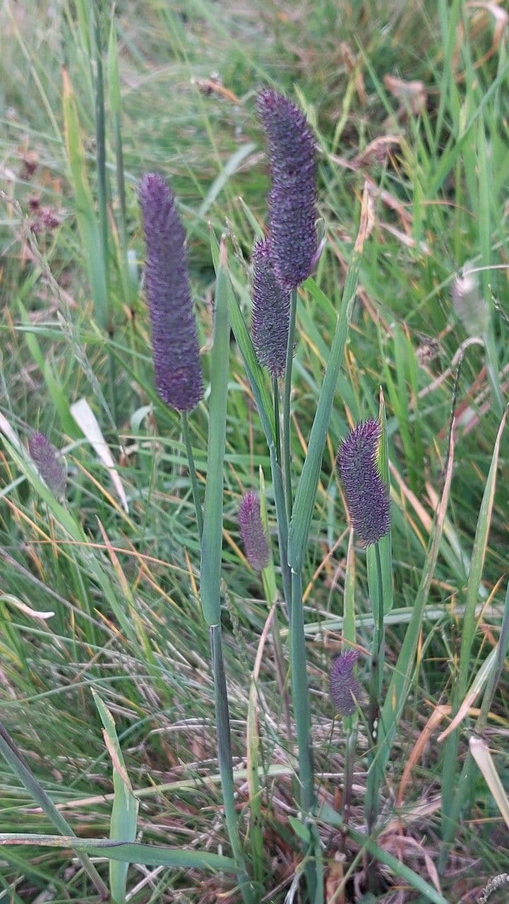 Codolina alpina 16