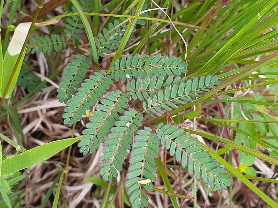 Mimosa quadrivalvis 12