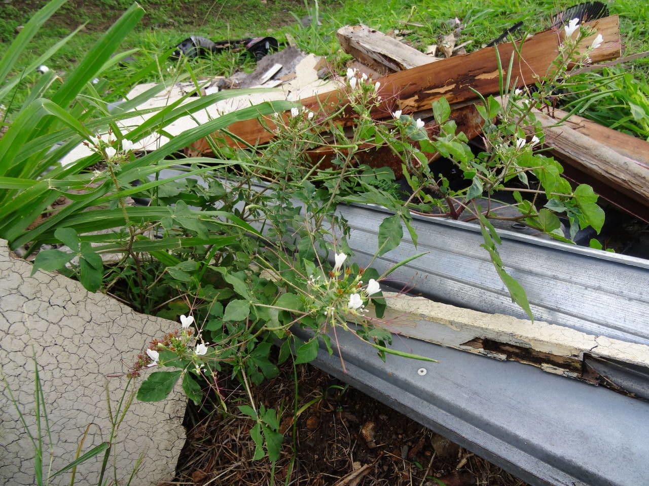 Cleome 14