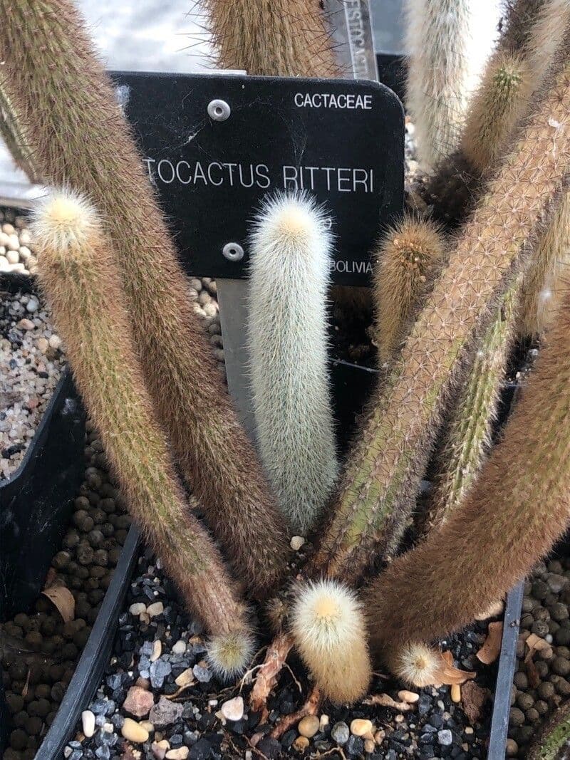 Cleistocactus