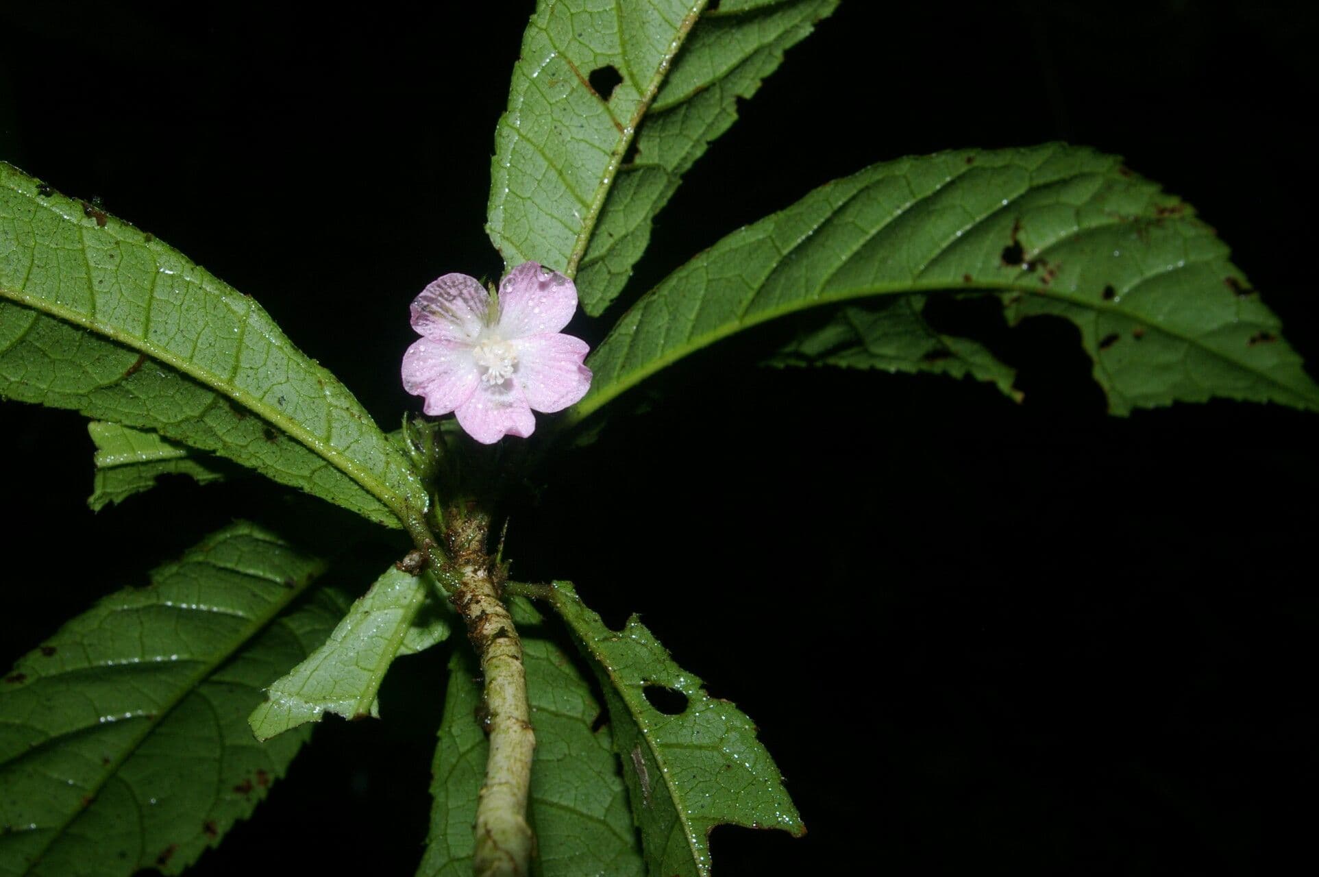 Pavonia 4