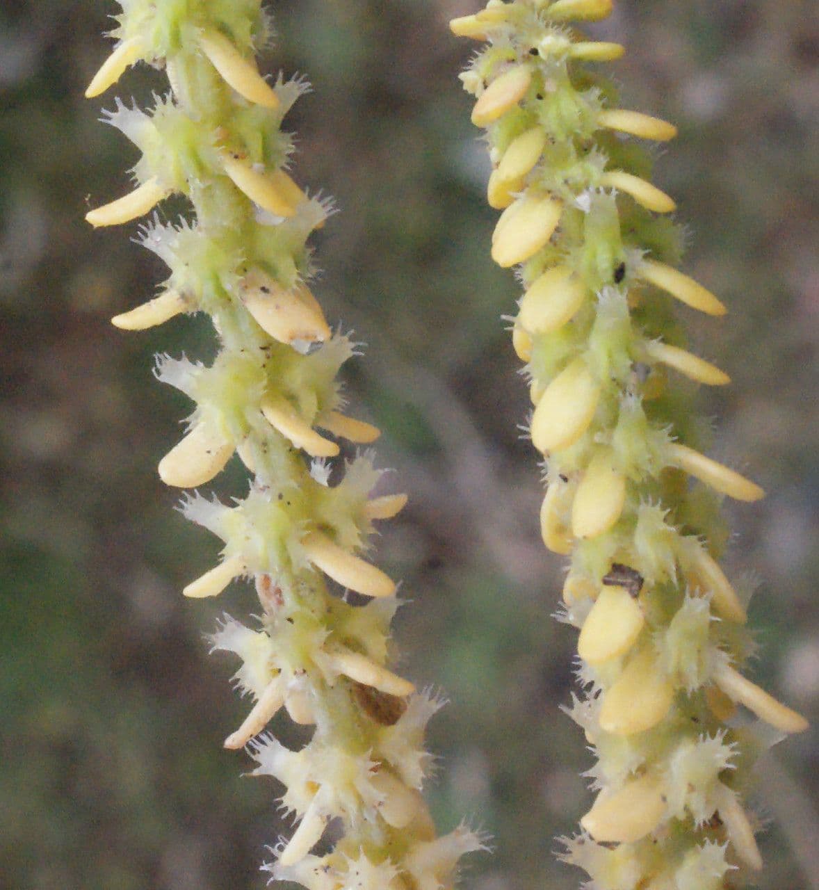 Valantia hispida 13