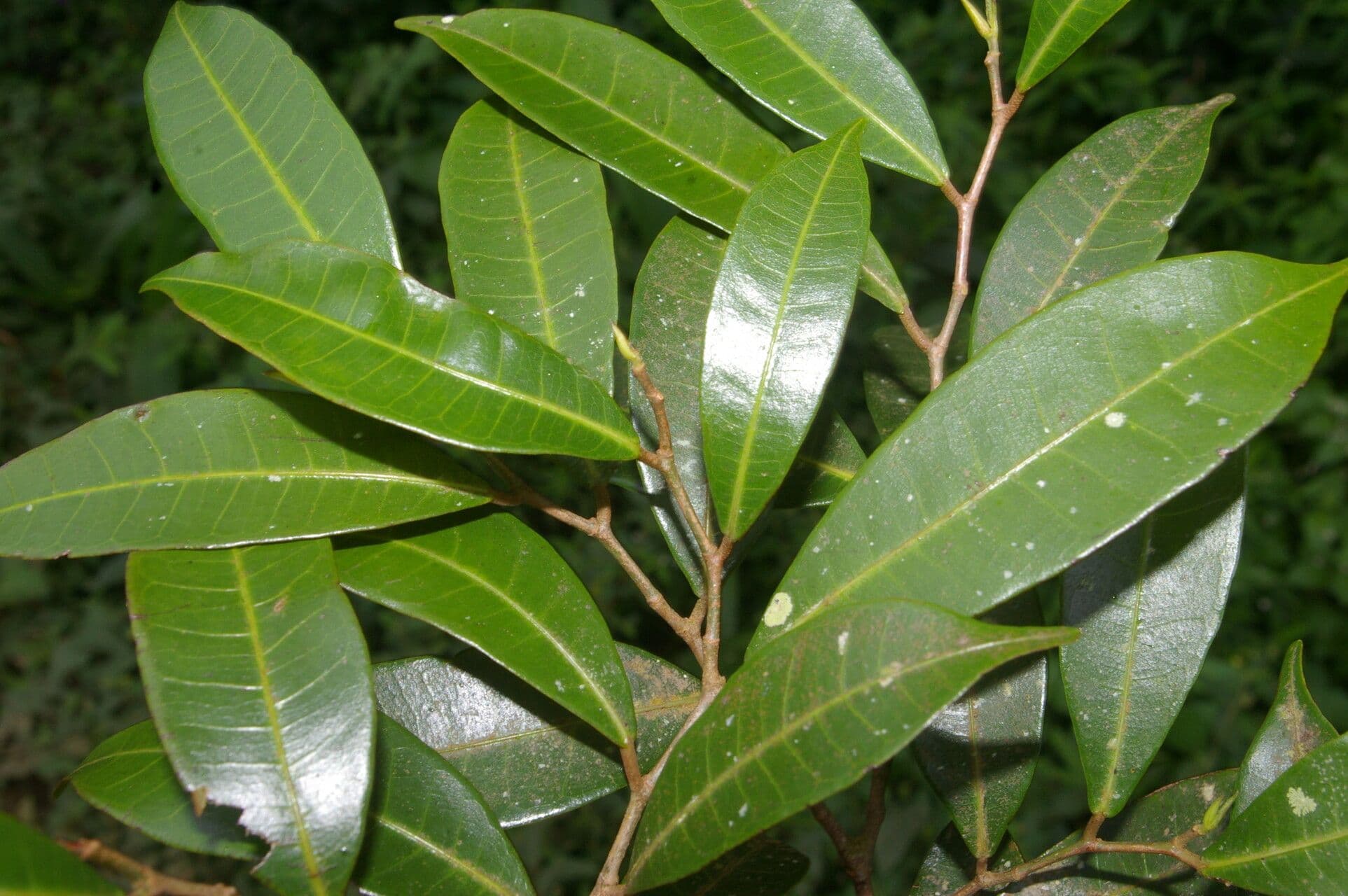 Pseudolmedia 3