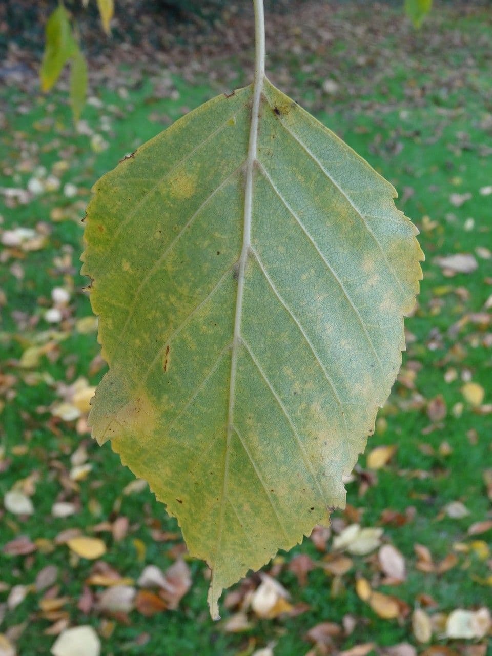 Bříza 10
