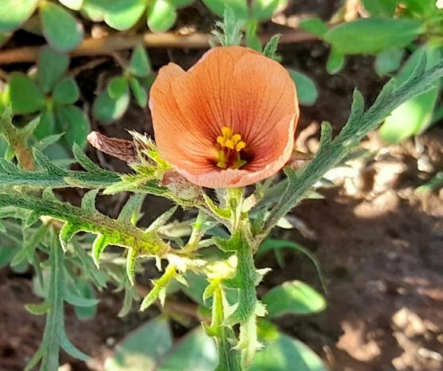 Turnera sidoides 3