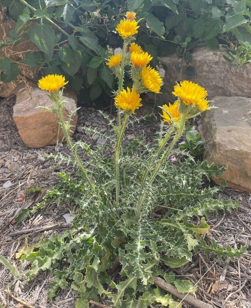 Cardo dorato 7