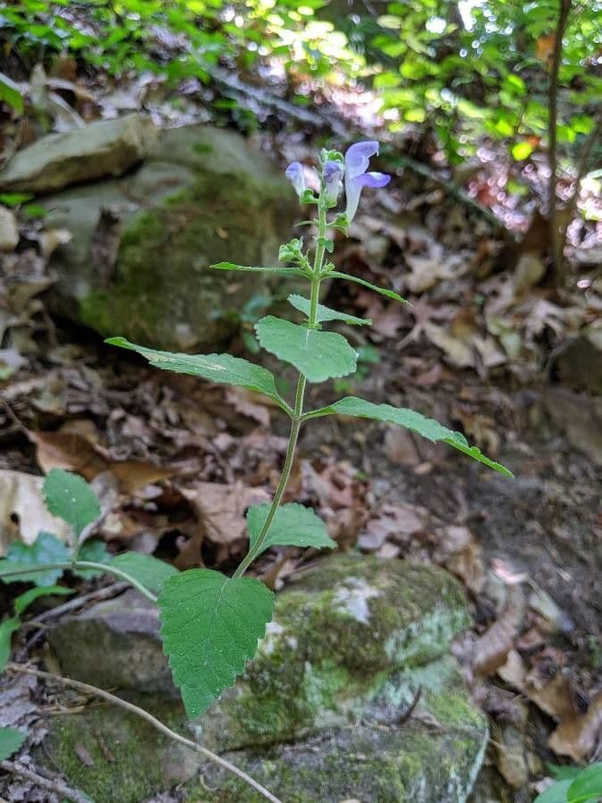 Alabama-Glockenblume 7