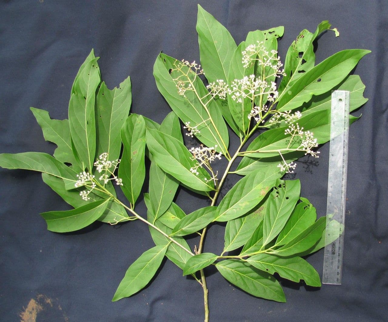 Nectandra 9