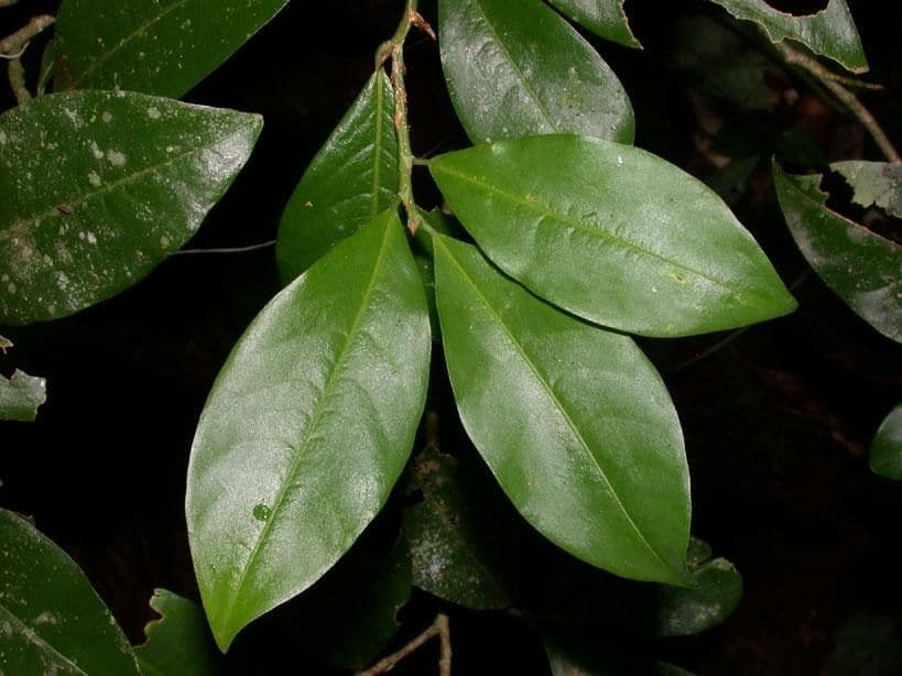 Erythroxylum 10