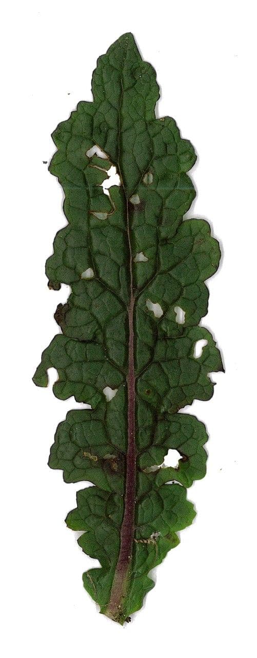Verbasco blattaria 29