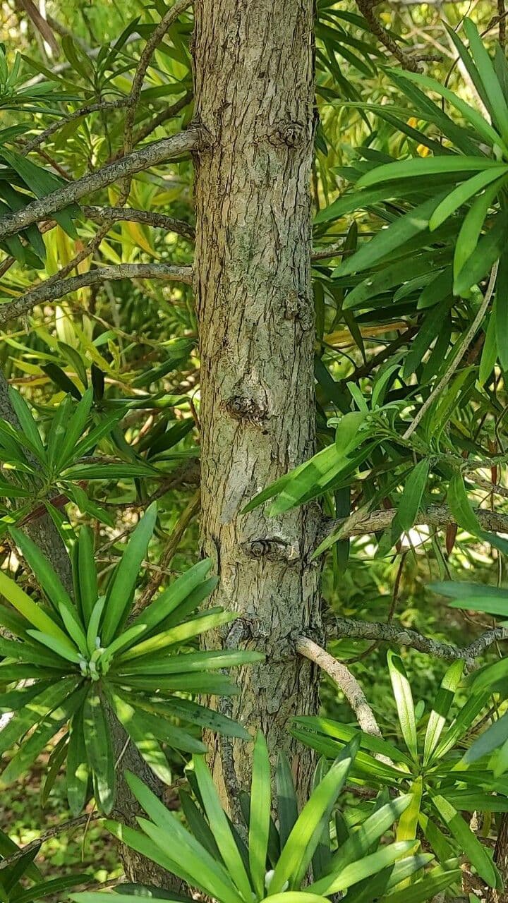 Podocarpus 9