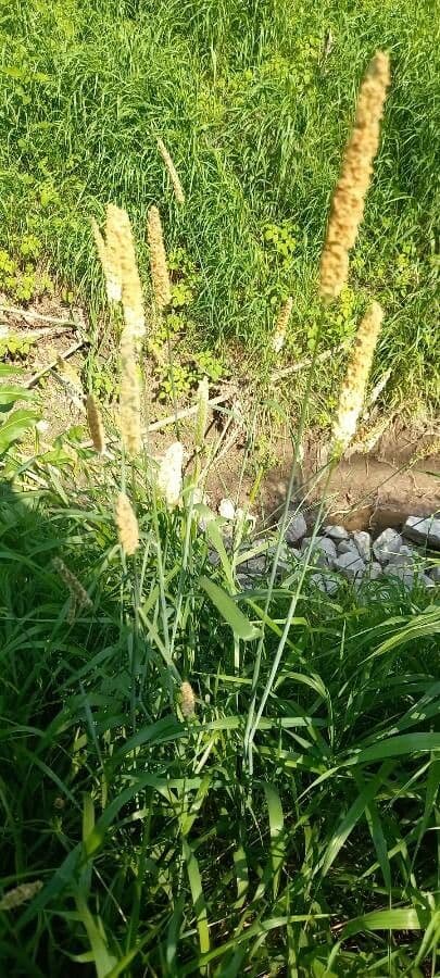 Codolina 20