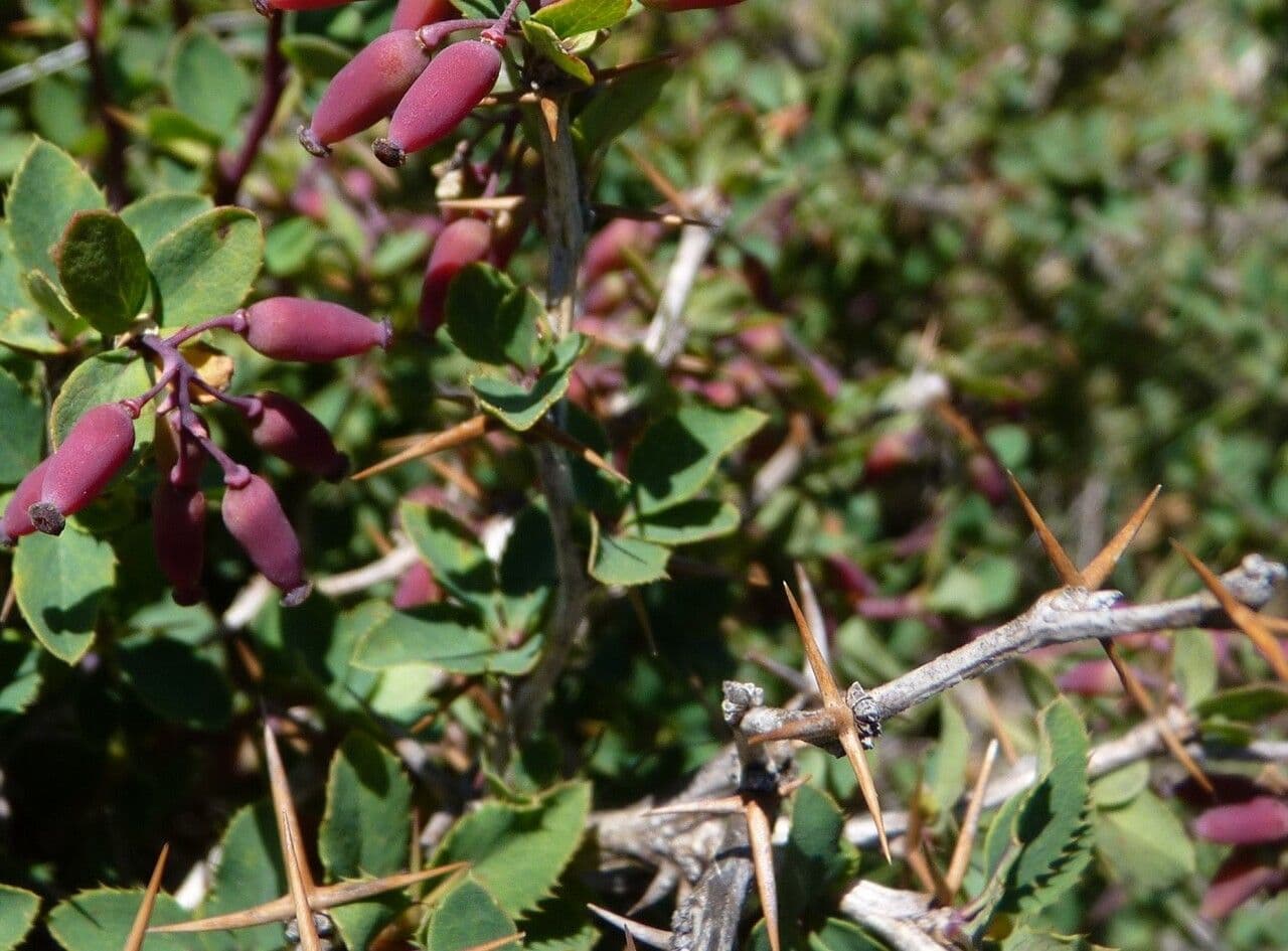 Berberys 21