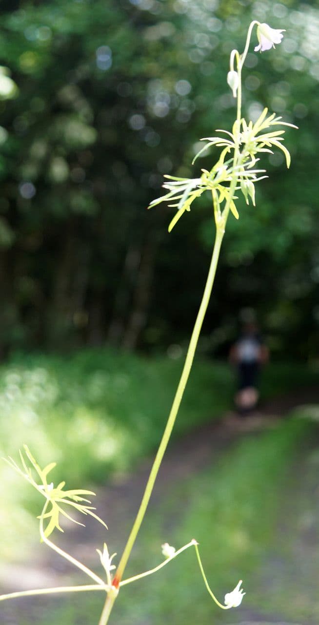 Géranium colombin 13