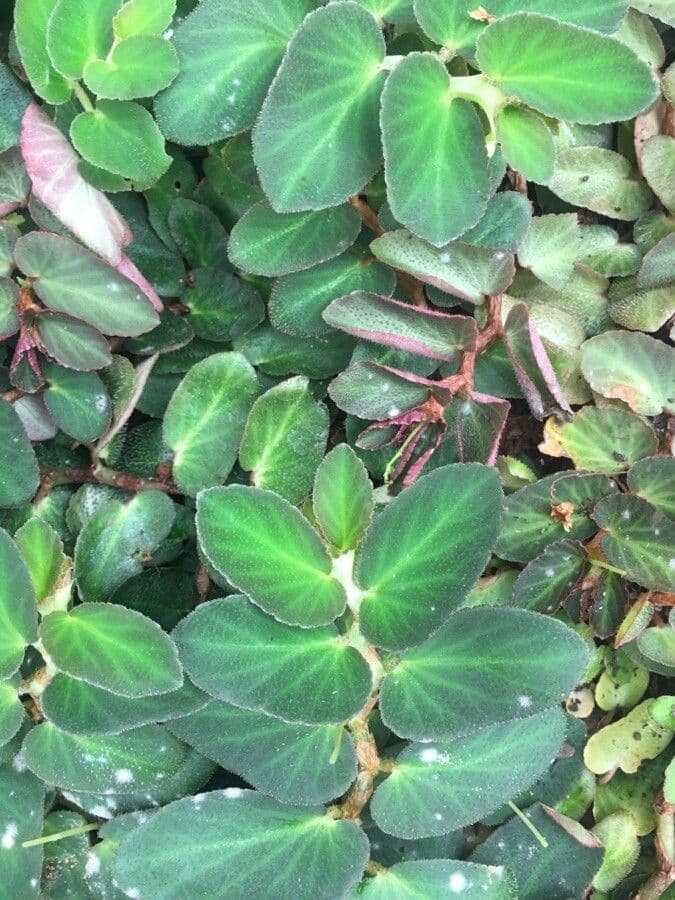 Begonia 7