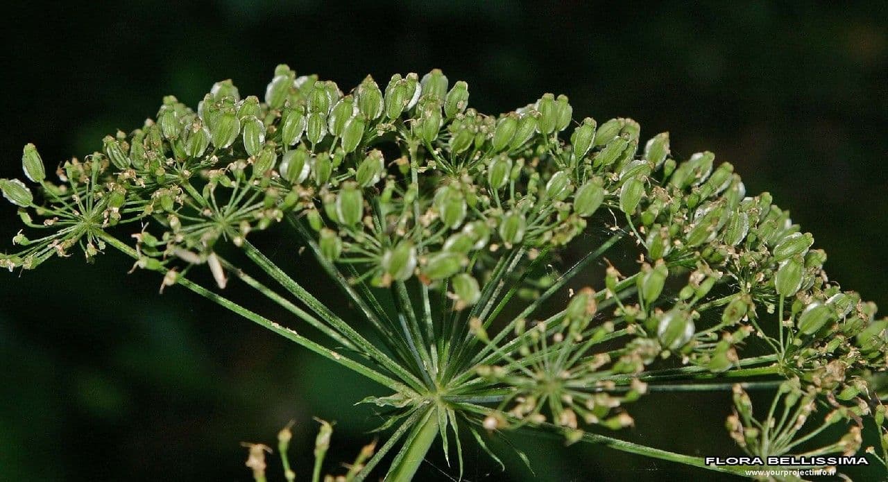 Broadleaf sermountain